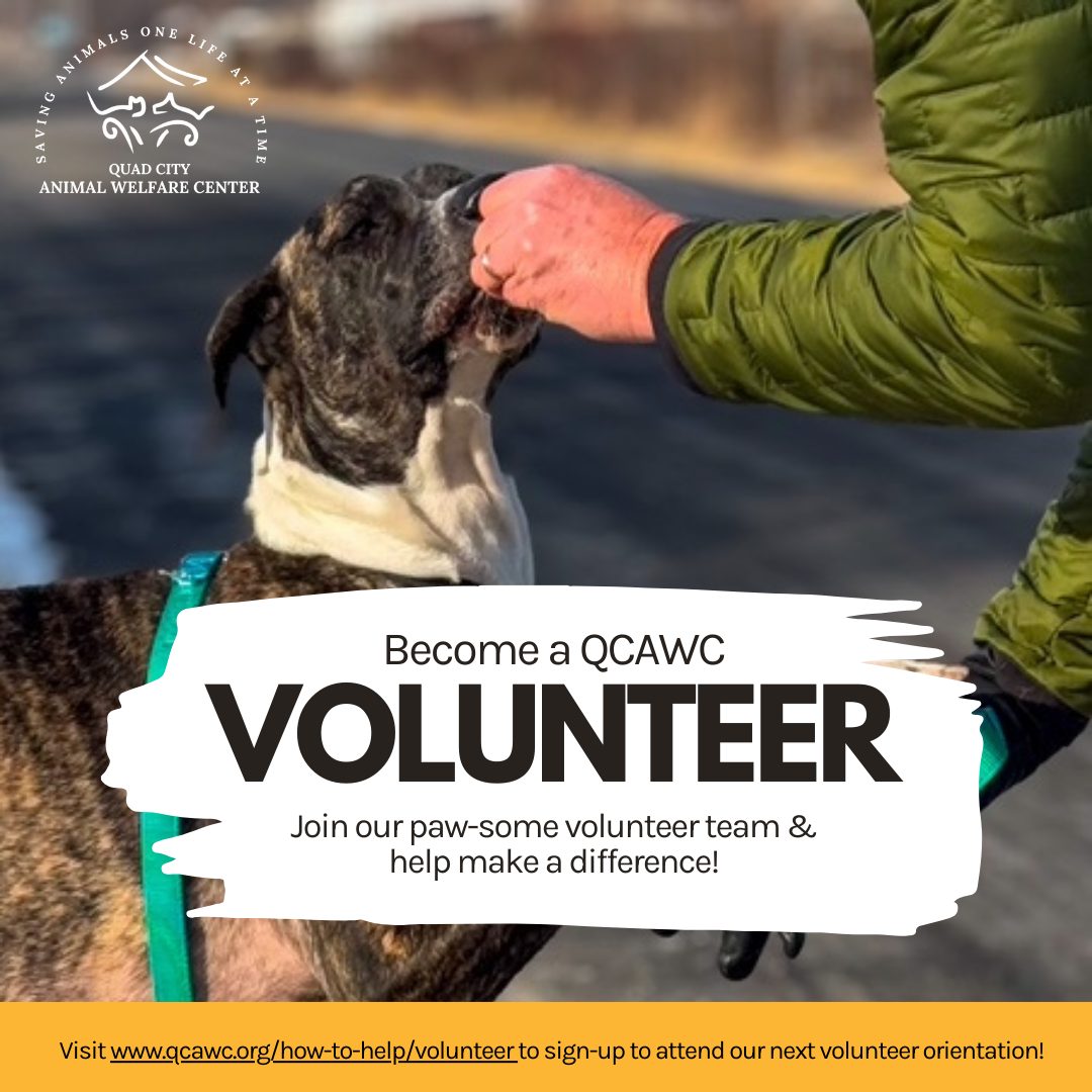 Volunteer orientation graphic great dane